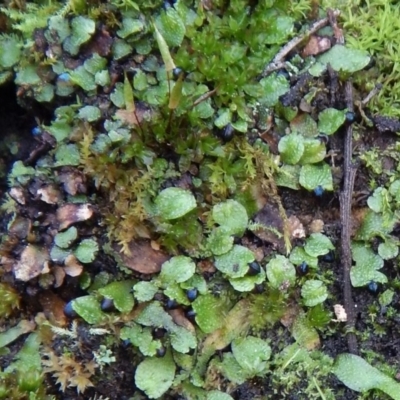 Targionia lorbeeriana (A liverwort) at Canberra Central, ACT - 8 Sep 2016 by CathB