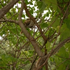 Eudynamys orientalis (Pacific Koel) at Kambah, ACT - 8 Jan 2013 by RosemaryRoth