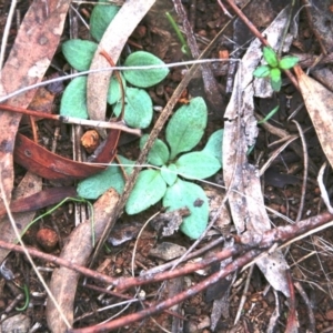 Speculantha rubescens at Canberra Central, ACT - 5 May 2017