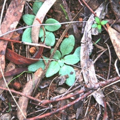 Speculantha rubescens (Blushing Tiny Greenhood) at Canberra Central, ACT - 4 May 2017 by petersan