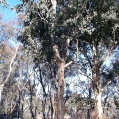 Eucalyptus polyanthemos (Red Box) at Garran, ACT - 22 May 2017 by ruthkerruish