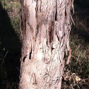 Eucalyptus polyanthemos at Garran, ACT - 23 May 2017