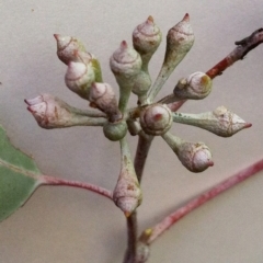 Eucalyptus polyanthemos at Garran, ACT - 23 May 2017