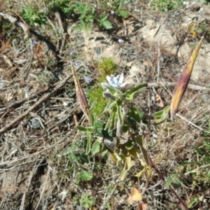 Oxypetalum coeruleum at Isaacs, ACT - 24 May 2017