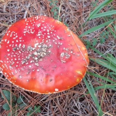 Amanita muscaria (Fly Agaric) at Isaacs, ACT - 24 May 2017 by Mike