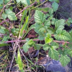 Rubus parvifolius at Kambah, ACT - 24 May 2017