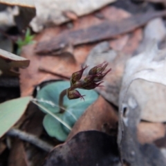 Acianthus collinus at Aranda, ACT - suppressed