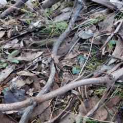 Acianthus collinus at Aranda, ACT - suppressed