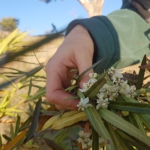 Gomphocarpus fruticosus at Waramanga, ACT - 23 May 2017