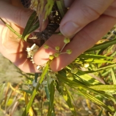 Gomphocarpus fruticosus at Waramanga, ACT - 23 May 2017