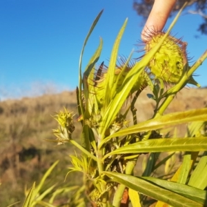 Gomphocarpus fruticosus at Waramanga, ACT - 23 May 2017