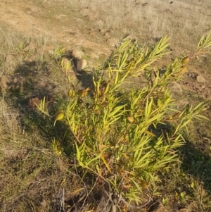 Gomphocarpus fruticosus at Waramanga, ACT - 23 May 2017