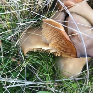 zz agaric (stem; gills white/cream) at Bungendore, NSW - 24 May 2017