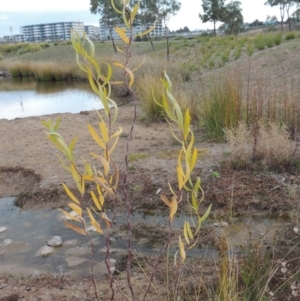 Salix sp. at Coombs, ACT - 13 May 2017