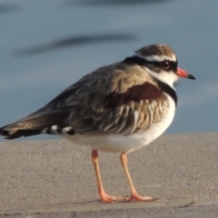 Charadrius melanops (Black-fronted Dotterel) at Coombs, ACT - 13 May 2017 by MichaelBedingfield