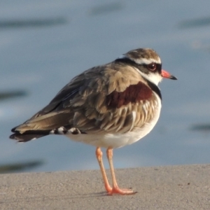 Charadrius melanops at Coombs, ACT - 13 May 2017