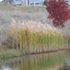 Phragmites australis at Coombs, ACT - 13 May 2017