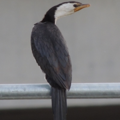 Microcarbo melanoleucos (Little Pied Cormorant) at Coombs, ACT - 13 May 2017 by michaelb