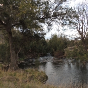 Casuarina cunninghamiana subsp. cunninghamiana at Molonglo River Reserve - 13 May 2017