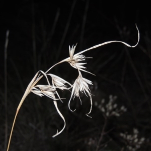 Themeda triandra at Molonglo River Reserve - 13 May 2017