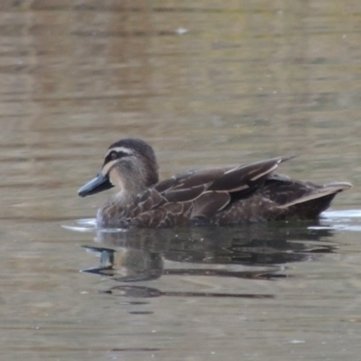 Anas superciliosa (Pacific Black Duck) at Coombs Ponds - 13 May 2017 by michaelb