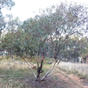 Eucalyptus leucoxylon at Hughes Garran Woodland - 24 May 2017 12:00 AM