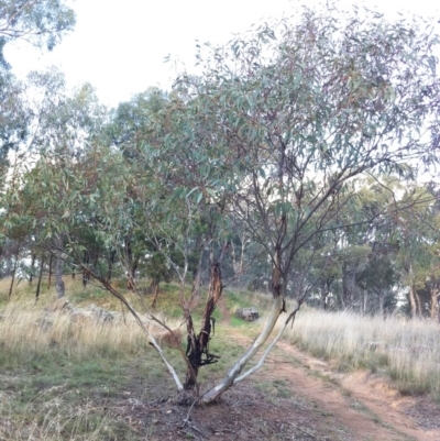 Eucalyptus leucoxylon (Yellow Gum) at Hughes, ACT - 24 May 2017 by ruthkerruish