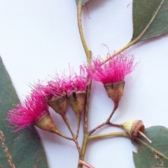 Eucalyptus leucoxylon at Hughes Garran Woodland - 24 May 2017