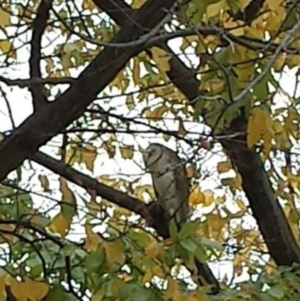 Tyto alba at Acton, ACT - 25 May 2017