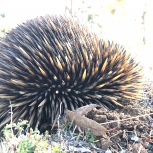 Tachyglossus aculeatus at Gungahlin, ACT - 25 May 2017