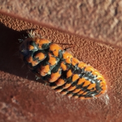 Monophlebulus sp. (genus) (Giant Snowball Mealybug) at Googong, NSW - 25 May 2017 by Wandiyali