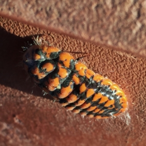 Monophlebulus sp. (genus) at Googong, NSW - 25 May 2017