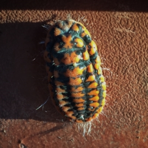 Monophlebulus sp. (genus) at Googong, NSW - 25 May 2017