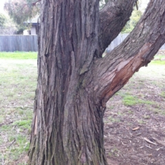 Eucalyptus nicholii at Red Hill to Yarralumla Creek - 25 May 2017