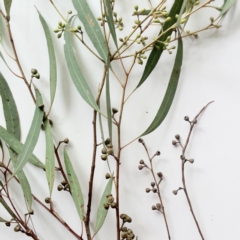 Eucalyptus nicholii at Red Hill to Yarralumla Creek - 25 May 2017