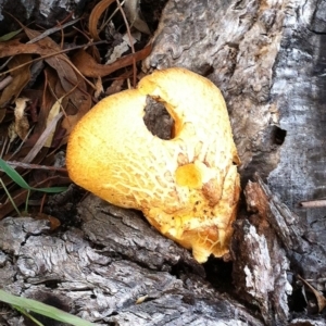 Gymnopilus sp. at Garran, ACT - 25 May 2017