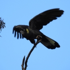 Zanda funerea (Yellow-tailed Black-Cockatoo) at Mount Majura - 19 May 2017 by Qwerty