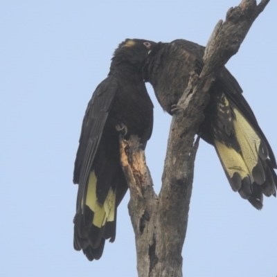 Zanda funerea (Yellow-tailed Black-Cockatoo) at Watson, ACT - 20 May 2017 by Qwerty