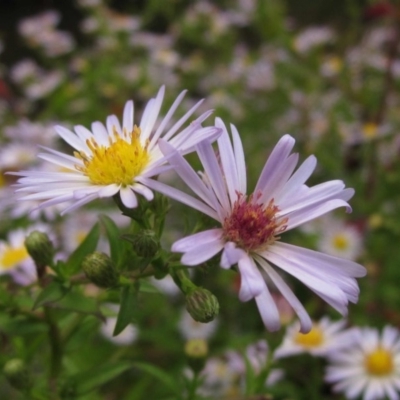 Symphyotrichum novi-belgii (Michaelmas Daisy) at Macgregor, ACT - 16 Mar 2017 by pinnaCLE