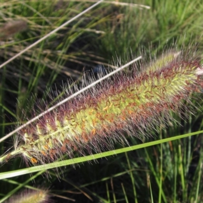 Cenchrus purpurascens (Swamp Foxtail) at Belconnen, ACT - 29 Mar 2017 by pinnaCLE