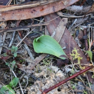 Eriochilus cucullatus at Canberra Central, ACT - suppressed