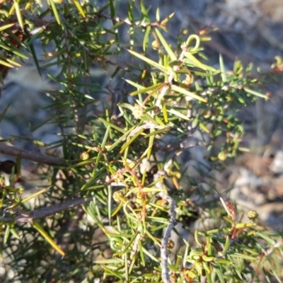 Acacia ulicifolia (Prickly Moses) at Wanniassa Hill - 26 May 2017 by Mike