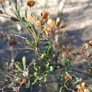 Bursaria spinosa at Wanniassa Hill - 26 May 2017