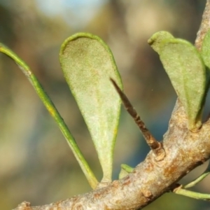 Bursaria spinosa at Wanniassa Hill - 26 May 2017