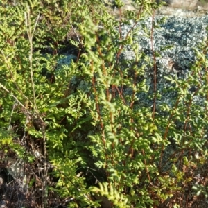 Cheilanthes sieberi at Wanniassa Hill - 26 May 2017