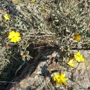 Hibbertia obtusifolia at Wanniassa Hill - 26 May 2017