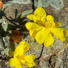 Hibbertia obtusifolia at Wanniassa Hill - 26 May 2017