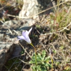 Wahlenbergia capillaris (Tufted Bluebell) at Wanniassa Hill - 26 May 2017 by Mike