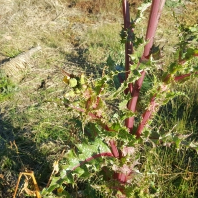 Sonchus asper (Prickly Sowthistle) at Wanniassa Hill - 26 May 2017 by Mike