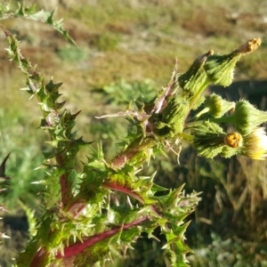 Sonchus asper at Wanniassa Hill - 26 May 2017 03:38 PM